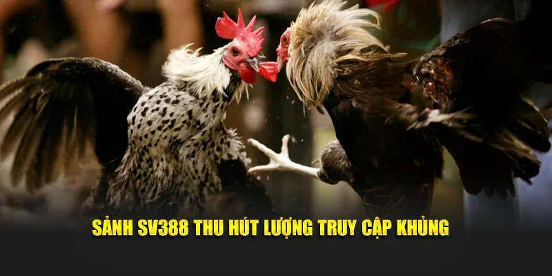 Sảnh SV388 thu hút lượng truy cập khủng